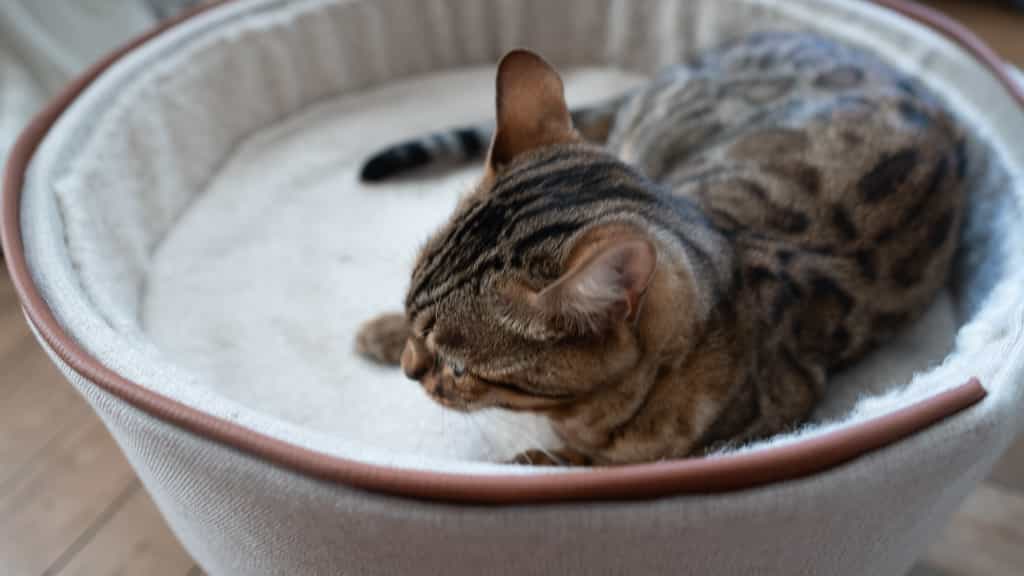 Panier à chat Prestige
